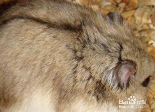 怎么和仓鼠培养感情