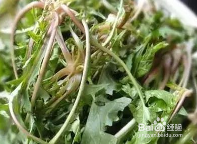 蒲公英花如何晒制