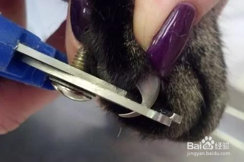 猫的趾甲怎么剪剪多长