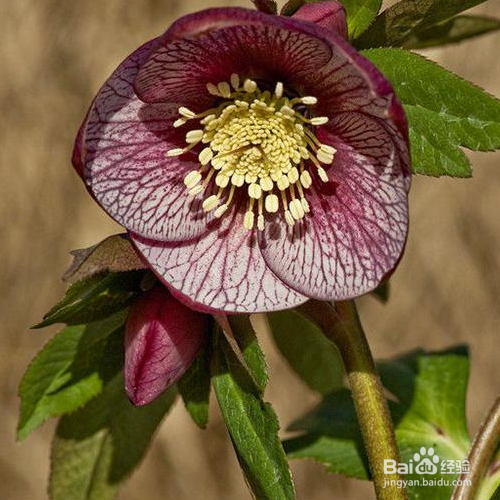 圣诞玫瑰该如何种植?