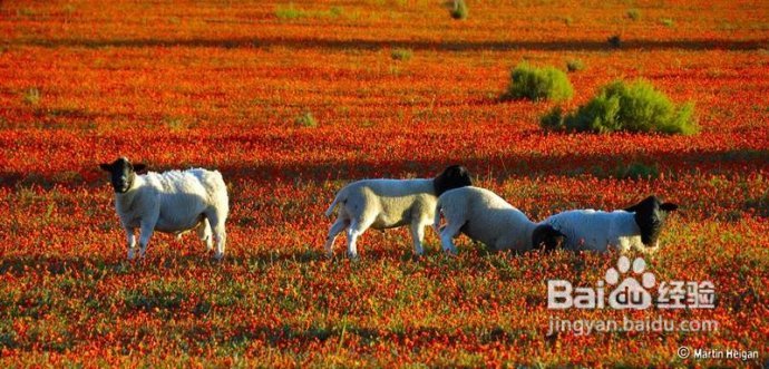 非洲的后花园--纳马夸兰(1)