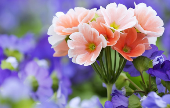 花的说说有哪些