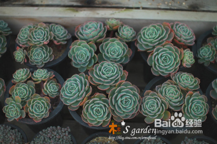 植物摄影小窍门+皮神山大王记