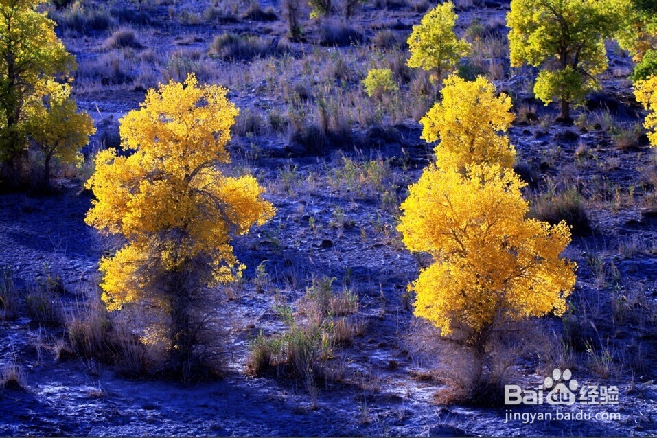 胡杨林旅游攻略：秋光如画 邂逅敦煌胡杨林