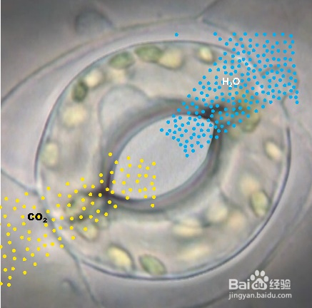 植物叶片的气孔如何开闭自如？