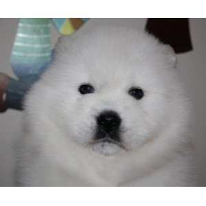 一定要知道的幼犬饲养注意事项