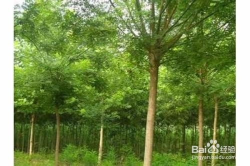 槐树移载后怎样管理