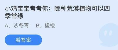 哪种荒漠植物可以四季常绿