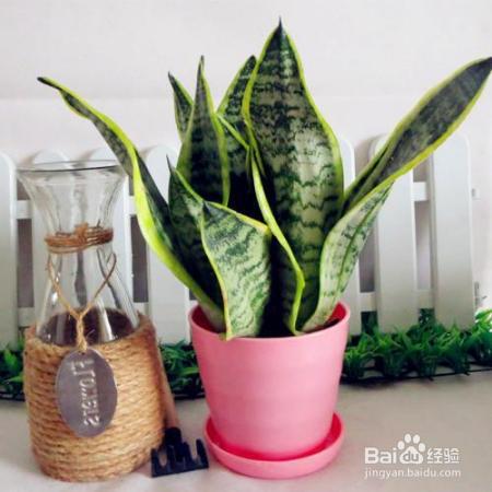 看富贵人家都是这样养花的!不光好看,还能好运连连!