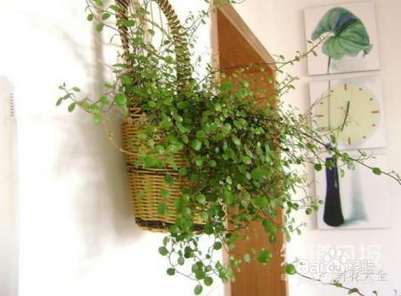 冬季养花7大法宝,小心你的花熬不到春天!