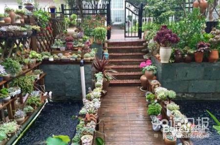双十一剁手的钱省下来，可以建一个多肉花园了！