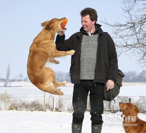 训练狗排泄的十大方法