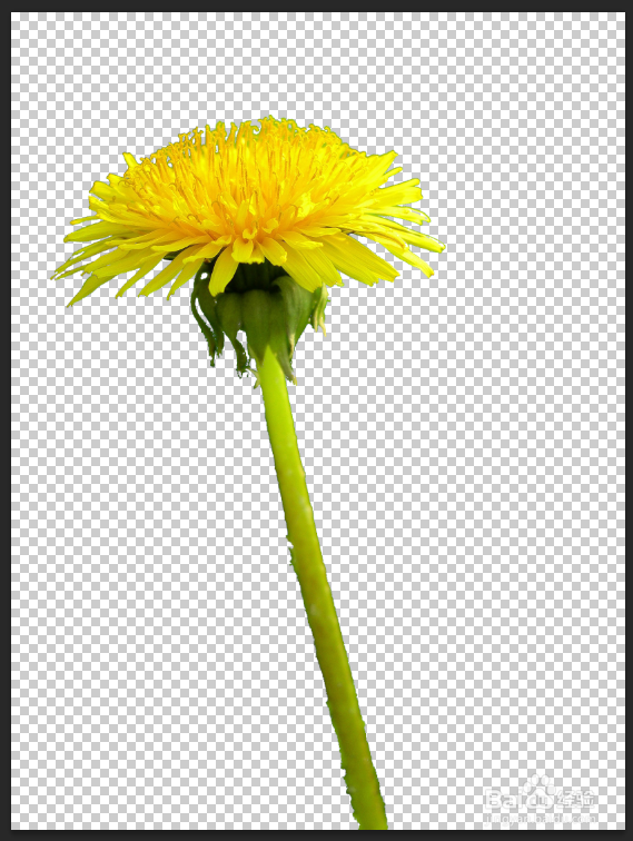 <b>如何用Photoshop抠取不规则植物图像</b>