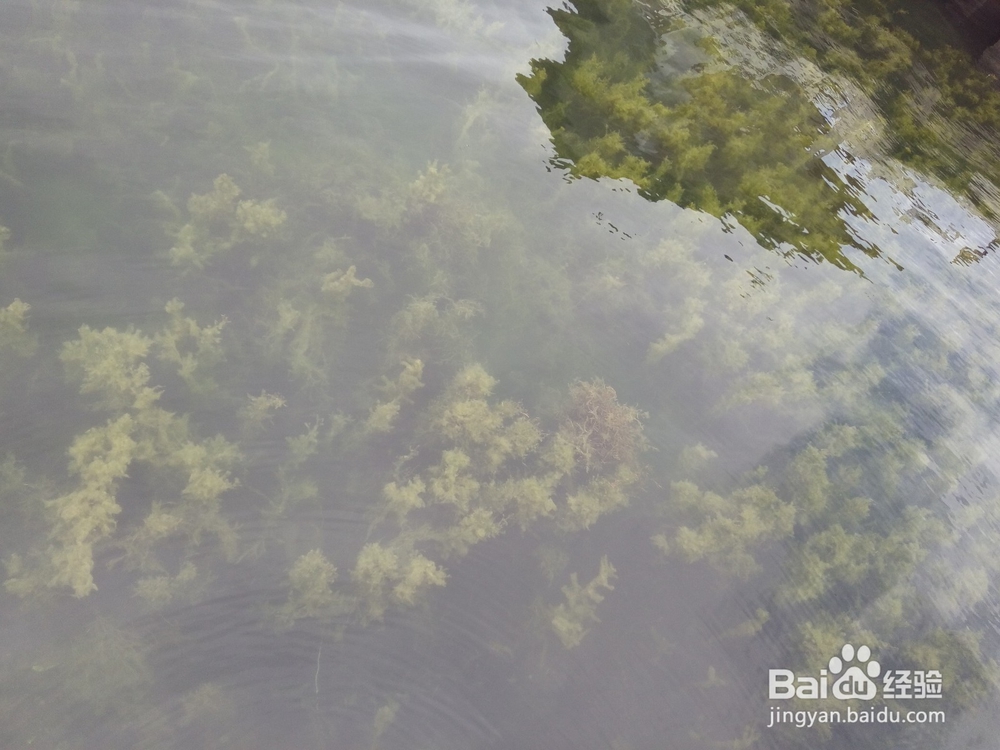 云南最美玉溪抚仙湖之樱花谷湿地公园情侣约会旅