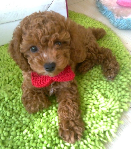 贵宾狗狗刚进家门的4大忌