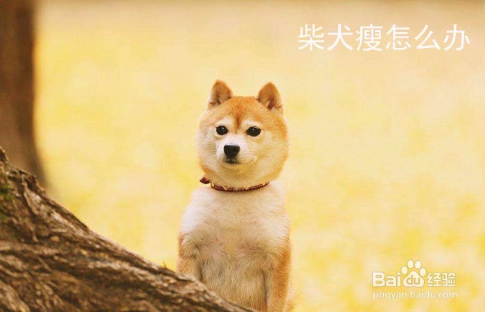 <b>柴犬瘦怎么办</b>