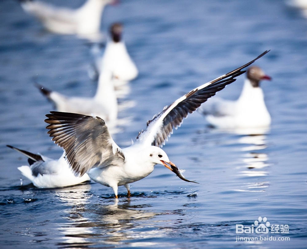 大理古城休闲漫步体验