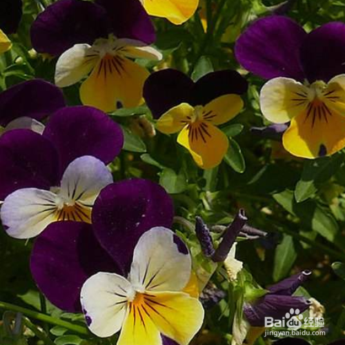 角堇的种植方法