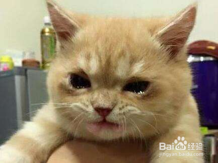 猫咪在什么情况下不要洗澡