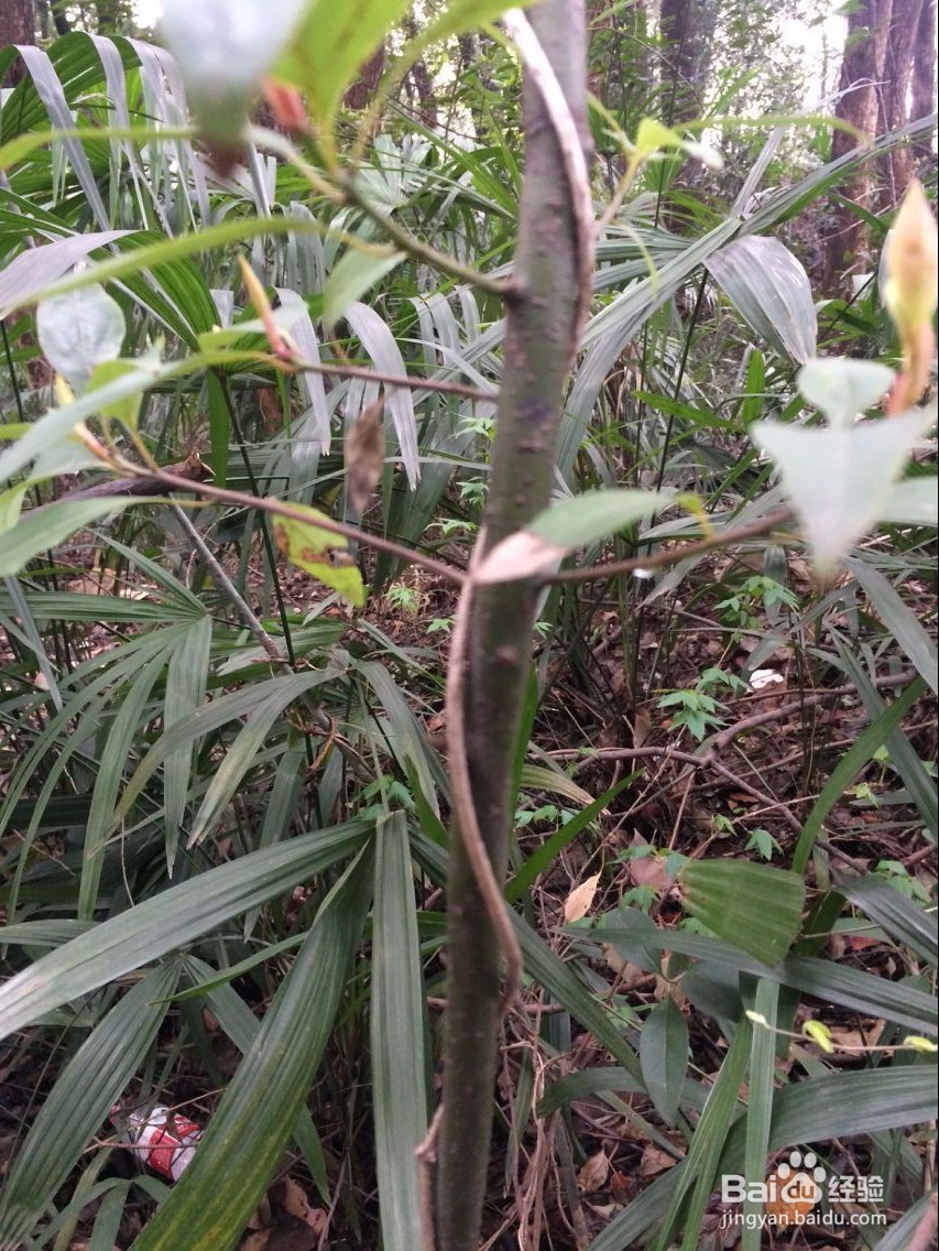 怎么用滕条做绳索