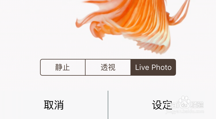 iPhone6s金鱼壁纸不动,6s金鱼壁纸不动