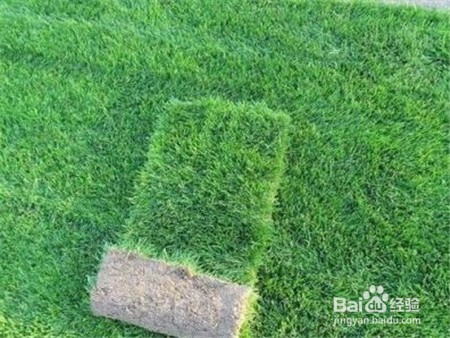 三七粉的功效,不知道的点击查看