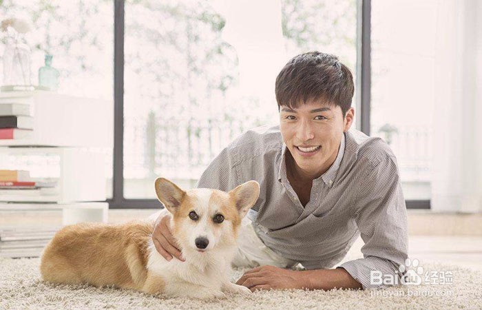 如何训练柯基犬大小便