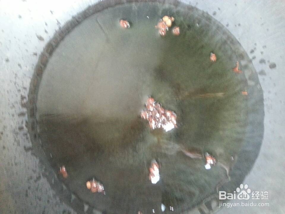 私房家常菜：[4]酥炸香辣小河虾