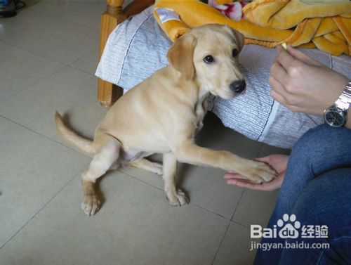 怎么样训练宠物拉布拉多犬搜索物品并衔回