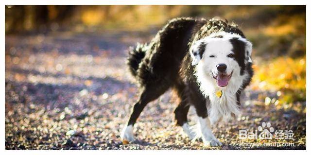 狗狗毛发干燥怎么办