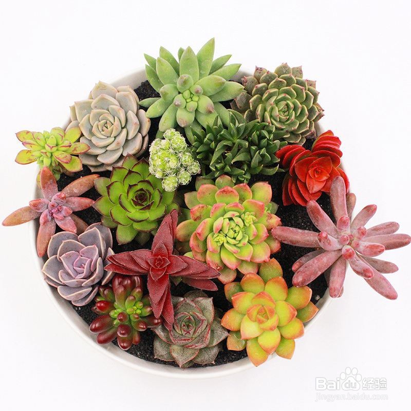 新手怎么养多肉植物