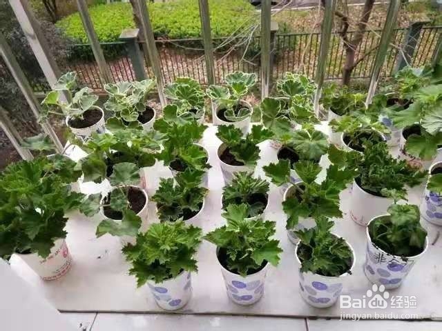剪下来4根枝条,插土里20天生根,来年花开满盆