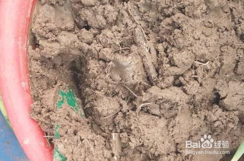 土培小葱种植方法