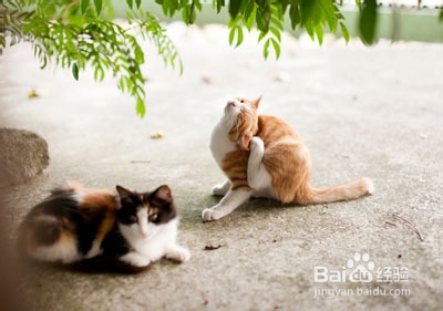 怎么样选购猫咪：[1]怎样选购健康的猫咪