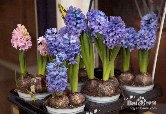 养哪些盆花养更有利于健康