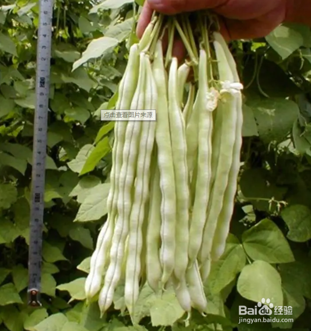 白芸豆种子怎样泡种催芽