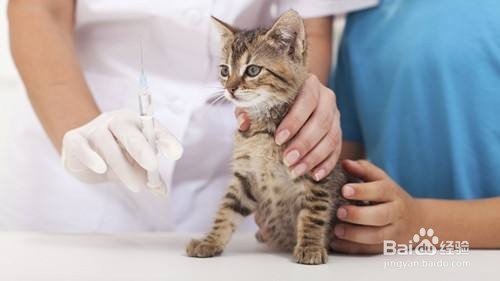 养一只猫需要多少成本