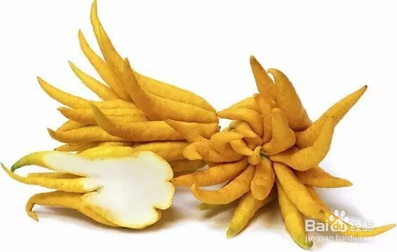 佛手的扦插方法