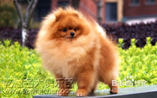 如何挑选博美犬