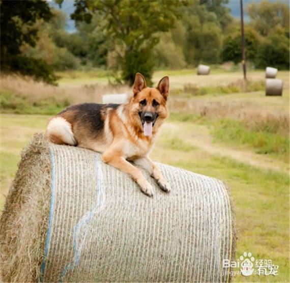 <b>纯种德国牧羊犬的私房美容妙招</b>