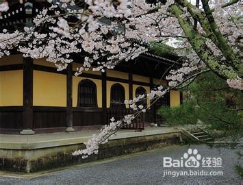 日本纯品经典5晚6日舒适游