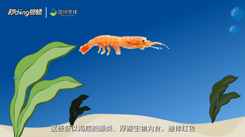 阿根廷红虾L1和L2区别是什么