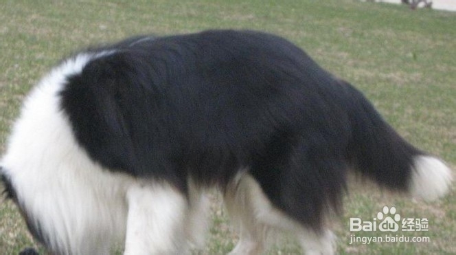 苏格兰牧羊犬夏季饲养