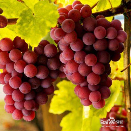 葡萄如何保鲜储存