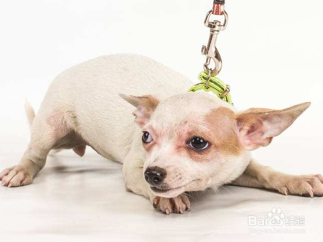 如何训练狗接触目标和目标棒