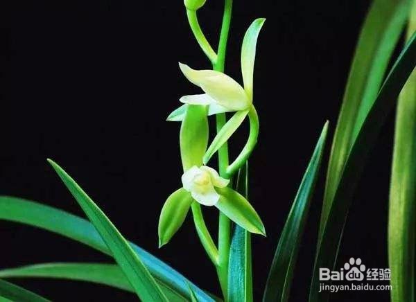 兰花种子的种植方法