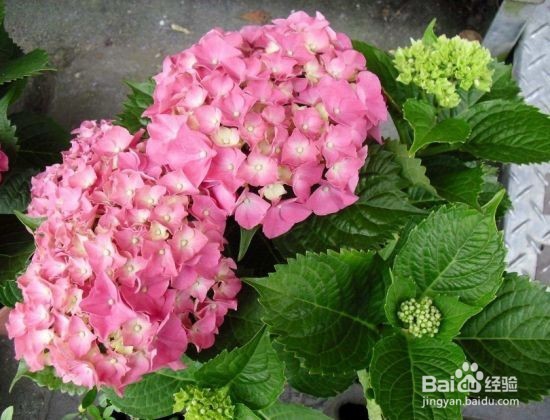 客厅宜放的植物