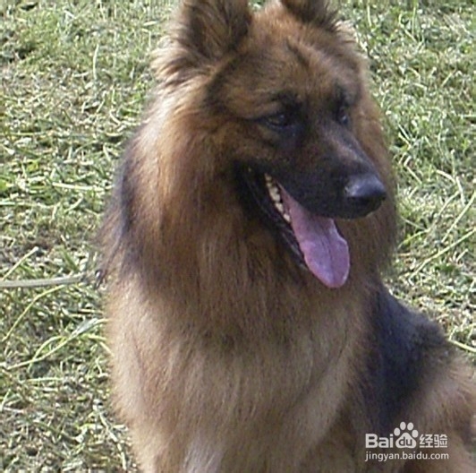 德国牧羊犬训练方法