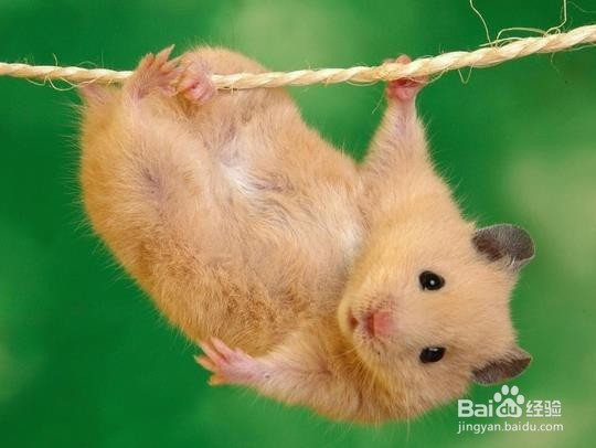 喝啤酒不仅能降血压还有更多的好处是真的吗