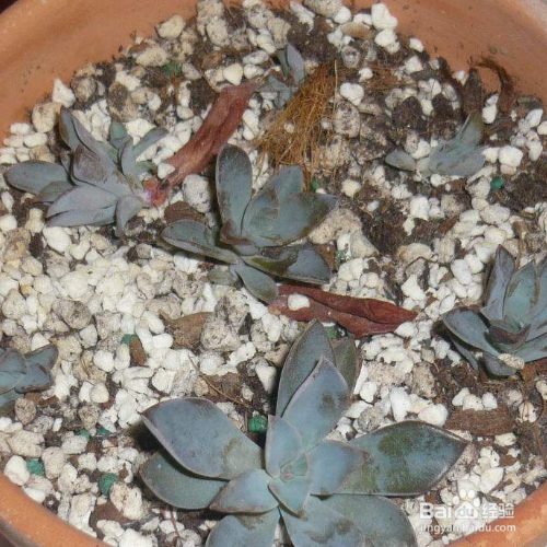 碧雷鼓多久浇一次水？